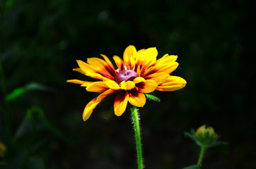 Young flower Rudbeckia yellow in the garden