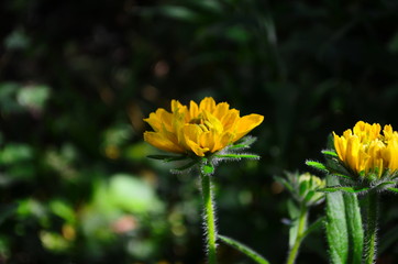 Young flower Rudbeckia yellow in the garden