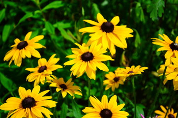 Young flower Rudbeckia yellow in the garden