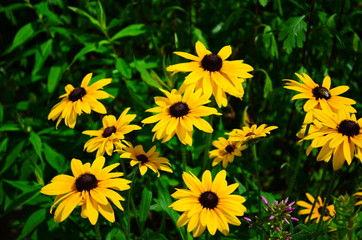 Fototapeta premium Young flower Rudbeckia yellow in the garden