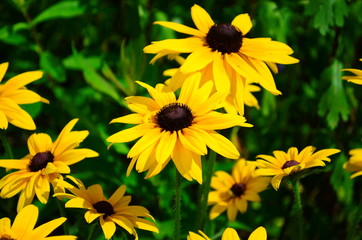 Young flower Rudbeckia yellow in the garden