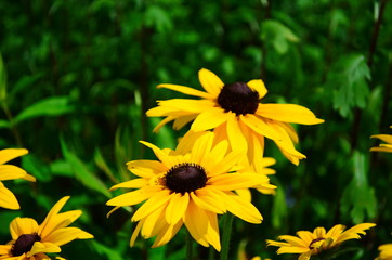 Young flower Rudbeckia yellow in the garden