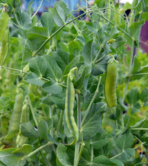 ripening of green peas in the garden in summer