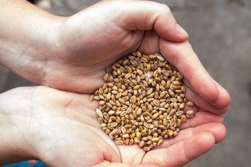 wheat grains in women's hands