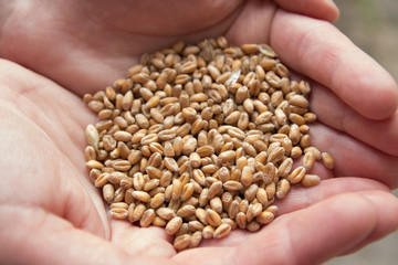 wheat grains in women's hands