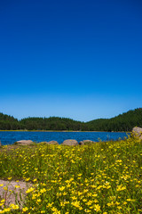 High mountain lake during summer time, Green meadow with beautiful yellow flowers in front.  © Petar