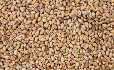 Wheat grain close-up, agricultural background