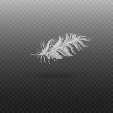 Soft realistic white bird feather with fluff.