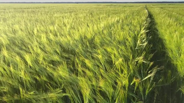 green rye stems grow at ground road along field with dense forest on horizon close upper view. Concept environment agriculture