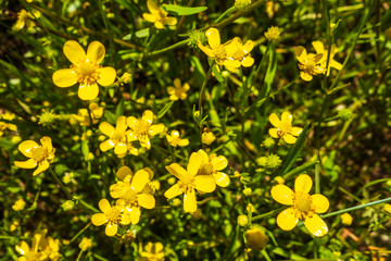 Yellow summer flower Eriophyllum, close up photo