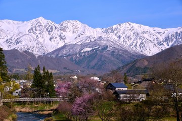 白馬村の春