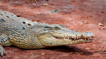 Crocodile close-up on the shore of the swamp.