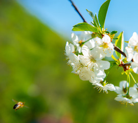 Bee and flowers