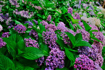 紫陽花　梅雨