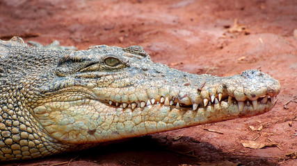 Crocodile close-up on the shore of the swamp.