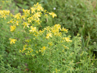 Hypericum perforatum - Millepertuis perforé ou millepertuis officinal 