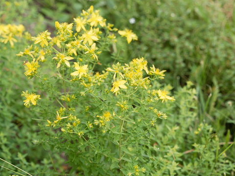 Hypericum perforatum - Millepertuis perfor&eacute; ou millepertuis officinal 