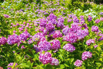 Obraz premium アジサイ 紫陽花