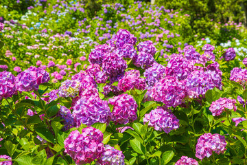 アジサイ　紫陽花