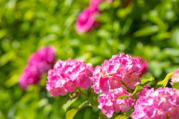 アジサイ　紫陽花