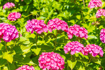 アジサイ　紫陽花