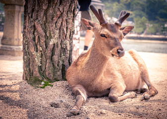 Deer at Miyajima island laying down with blurred tourist in background, Hiroshima Prefecture, Japan