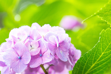アジサイ　紫陽花