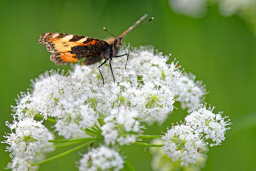 Schmetterling auf weißer Pflanze