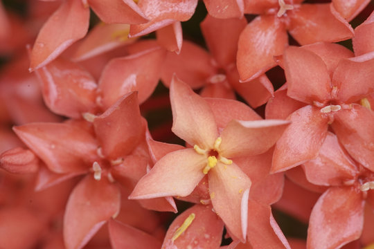 ixora plant , close up , West Indian Jasmine