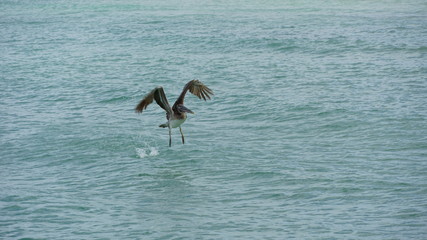 pelican in flight