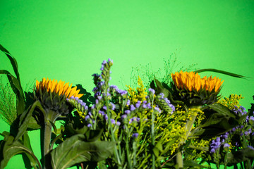 Sunflowers on a green background, copy space