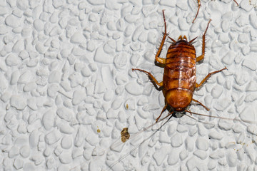 Cockroach on the stone wall