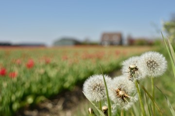 Dandelions on the edge of the tulip field