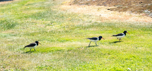 Birds Kulik-magpie run through the grass in the park. A group of wild birds playing in nature.