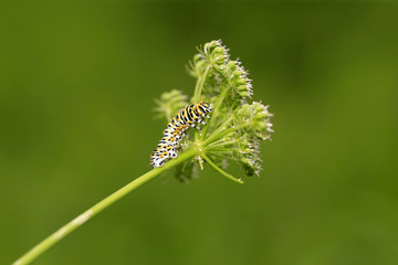 A caterpillar is on the green leaves