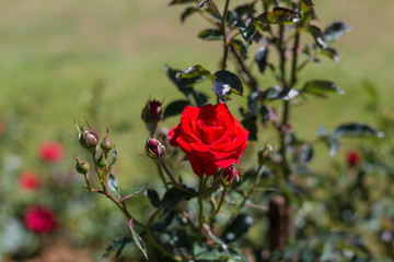 red rose in the garden