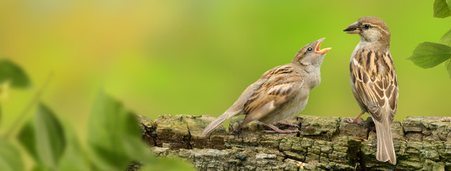 Vögel 120