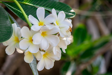 Plumeria frangipani Apocynaceae White flower green leaf
