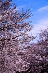 恩田川の桜