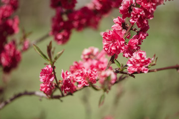 A branch of flowering peach in the garden