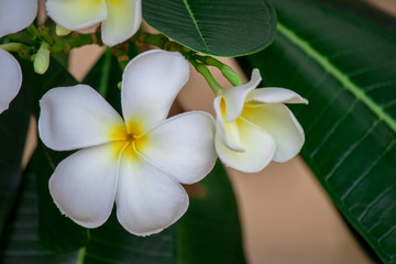Plumeria frangipani Apocynaceae White flower green leaf