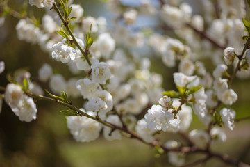 Blooming flowers of cherry on a beautiful blur background