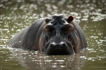 Hippo stares menacingly at camera from river