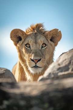 Naklejki Młody męski lew ogląda kamerę nad skałami