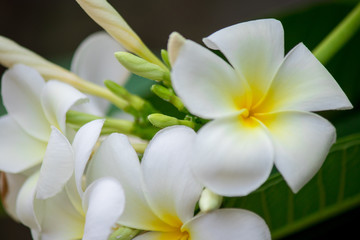 Fototapeta premium Plumeria frangipani Apocynaceae White flower green leaf