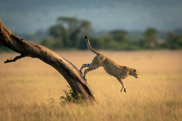 Cheetah jumps down from tree towards grass © Nick Dale