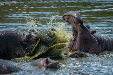 Close-up of two hippo fighting in river