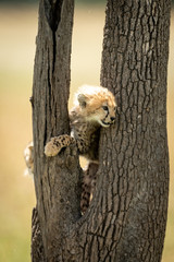 Cheetah cub stands between branches of tree