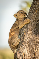 Close-up of lion cub climbing tree trunk