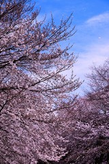 恩田川の桜
